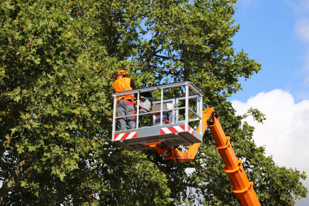 Best Tree Risk Assessment  in Cordry Sweetwater Lakes, IN