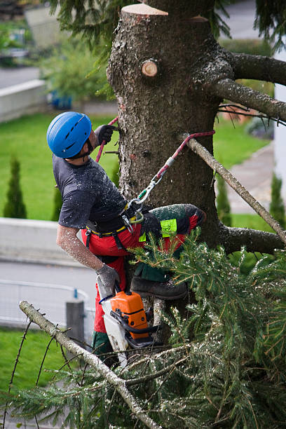 Best Lawn Dethatching Services  in Cordry Sweetwater Lakes, IN