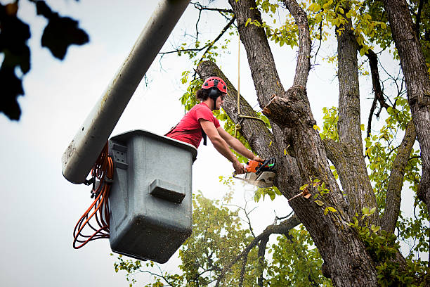 How Our Tree Care Process Works  in  Cordry Sweetwater Lakes, IN