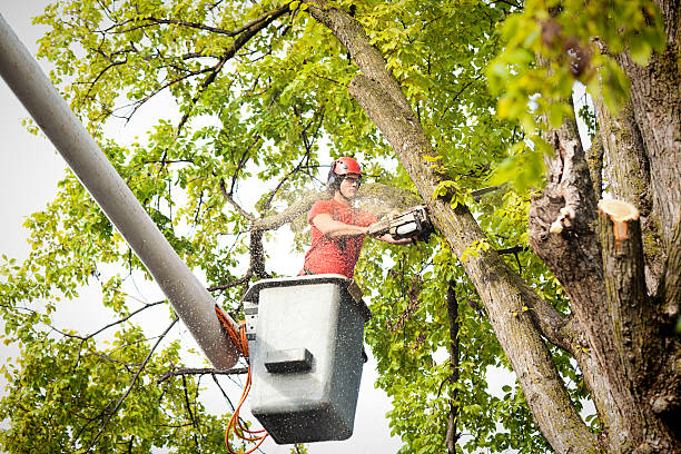 Best Storm Damage Tree Cleanup  in Cordry Sweetwater Lakes, IN