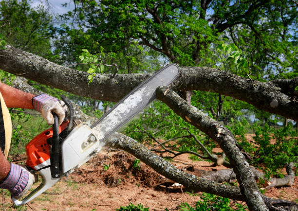 Best Residential Tree Removal  in Cordry Sweetwater Lakes, IN