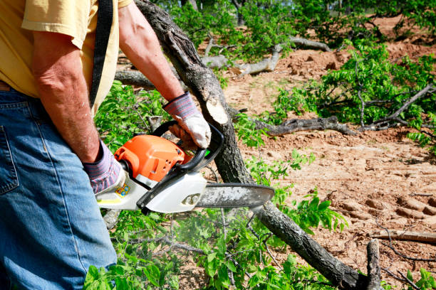 Best Tree Maintenance Programs  in Cordry Sweetwater Lakes, IN